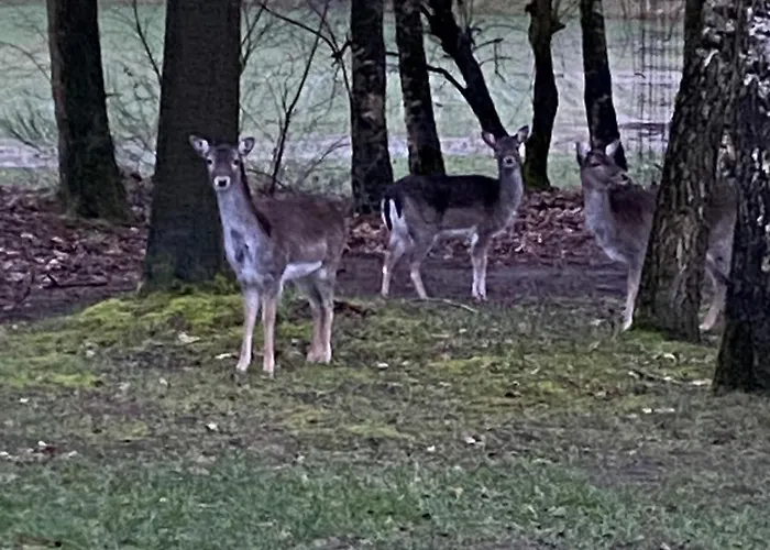 Thele Og Lejlighed *